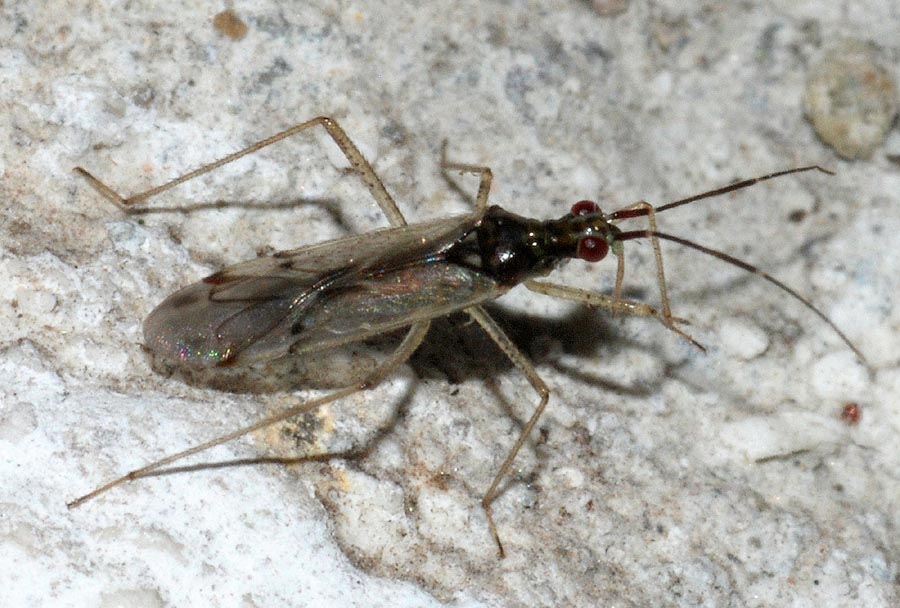 Miridae: Dicyphus errans dell''Emilia (RE)